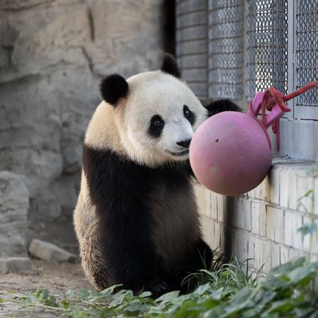 a giant panda in the zooの写真素材