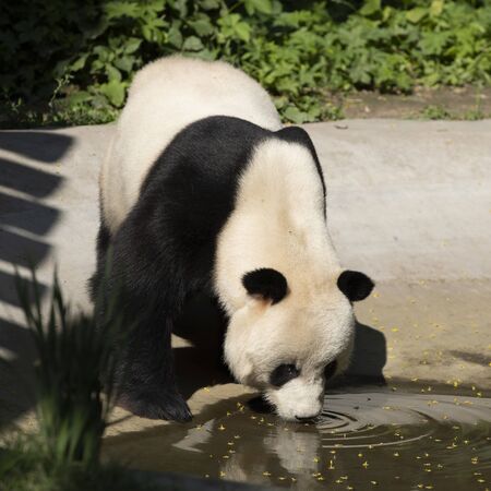 a giant panda in the zooの写真素材