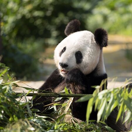 a giant panda in the zooの写真素材