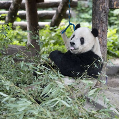 a giant panda in the zooの写真素材