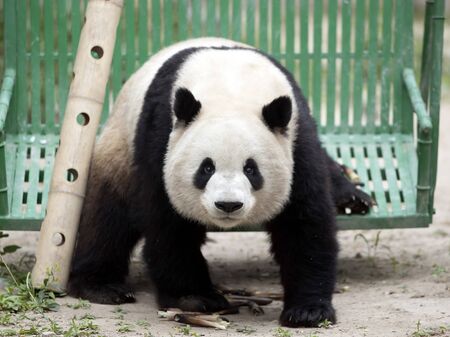 a giant panda in the zooの写真素材