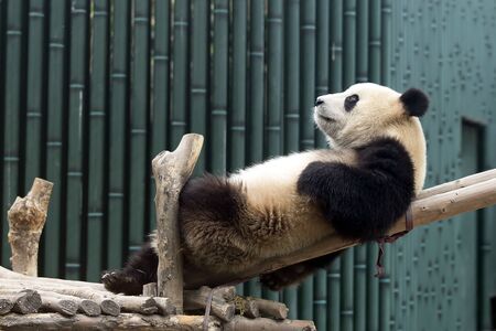 a giant panda in the zooの写真素材