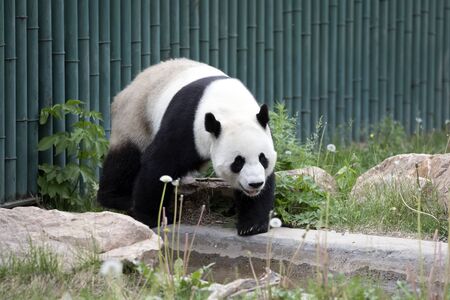 a giant panda in the zooの写真素材
