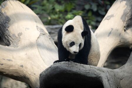 a giant panda in the zooの写真素材