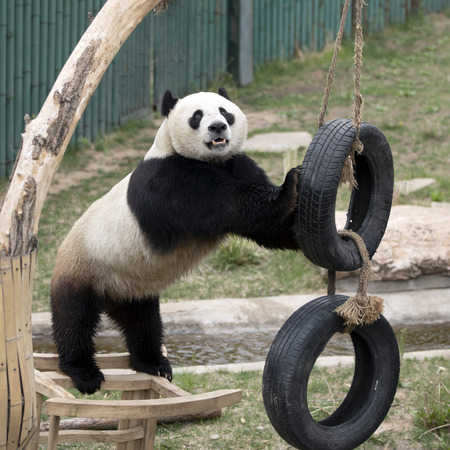 a giant panda in the zooのeditorial素材