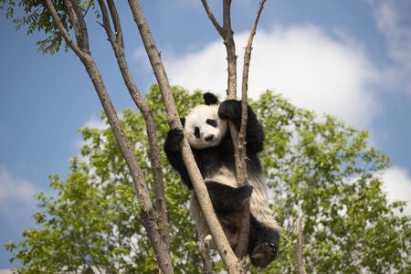 a giant panda in the zoo