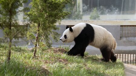 a giant panda in the zooの写真素材