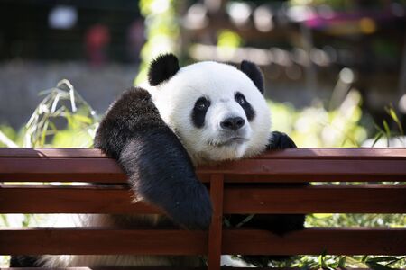 a giant panda in the zooの写真素材