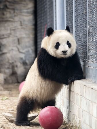 a giant panda in the zooの写真素材