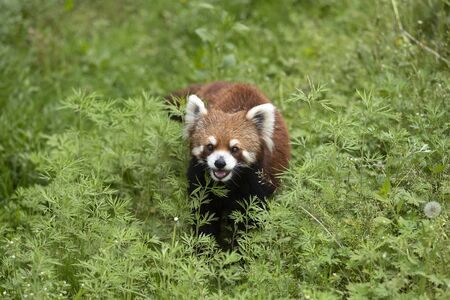 Lesser panda in zooの写真素材