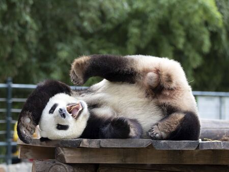 a giant panda in the zooの写真素材
