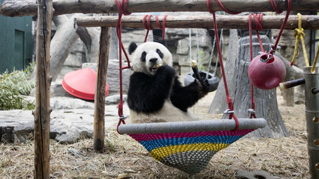 a giant panda in the zooのeditorial素材