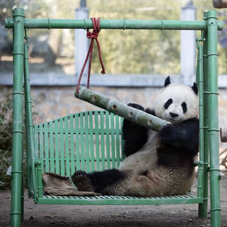a giant panda in the zooの写真素材