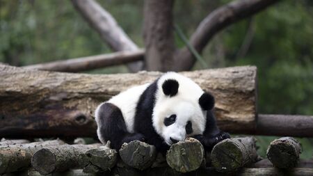 a giant panda on bamboo rootの写真素材