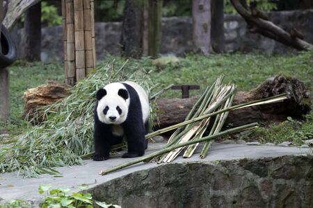 a giant panda in the zooの写真素材