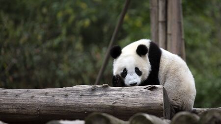 a giant panda in the zooの写真素材