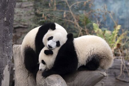 Giant panda in the zooの写真素材