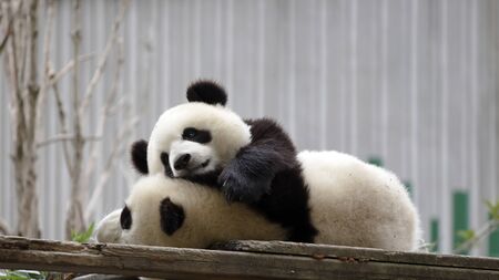 Giant panda in the zooの写真素材