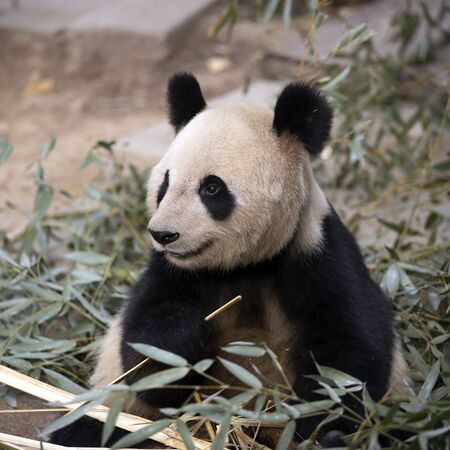 a giant panda in the zooの写真素材