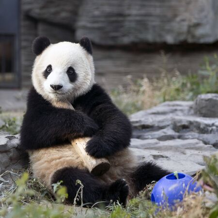 a giant panda in the zooの写真素材