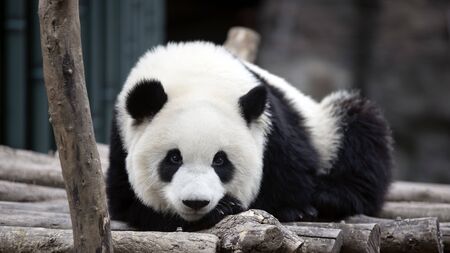 a giant panda in the zooの写真素材