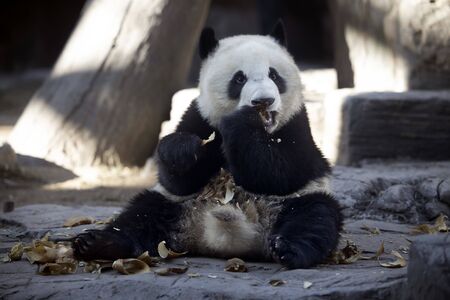 a giant panda in the zooの写真素材