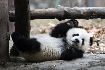 a giant panda in the zooの写真素材