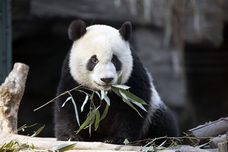 a giant panda in the zoo