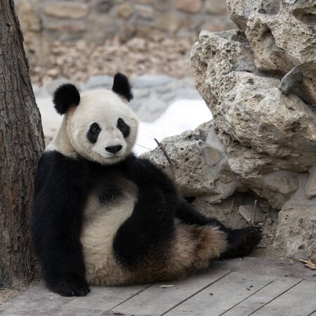 a giant panda in the zooの写真素材