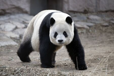 a giant panda in the zooの写真素材