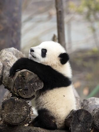 a  panda in the zooの写真素材