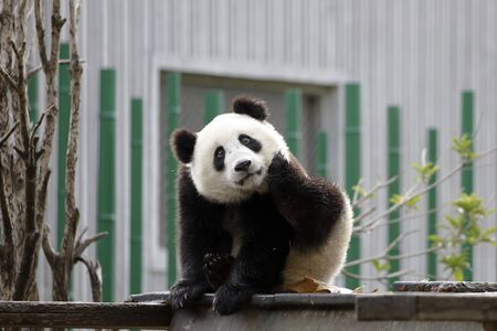a giant panda in the zooの写真素材