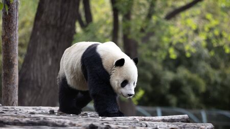 a giant panda in the zooの写真素材
