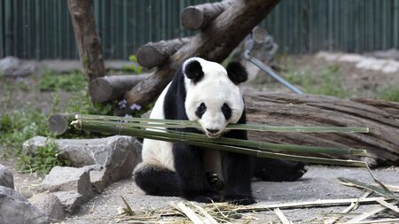 a giant panda in the zooの写真素材