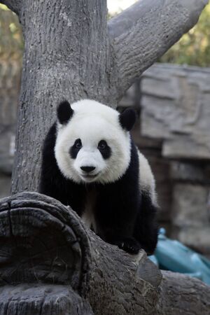 a giant panda in the zooの写真素材