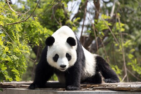 a giant panda in the zooの写真素材