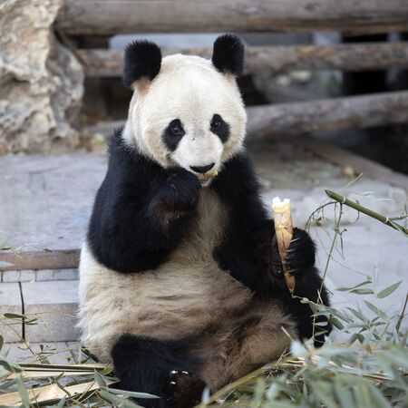 a giant panda in the zooの写真素材