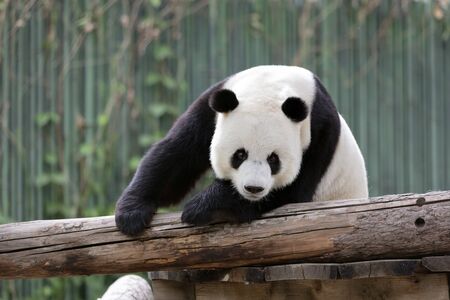 a giant panda in the zooの写真素材