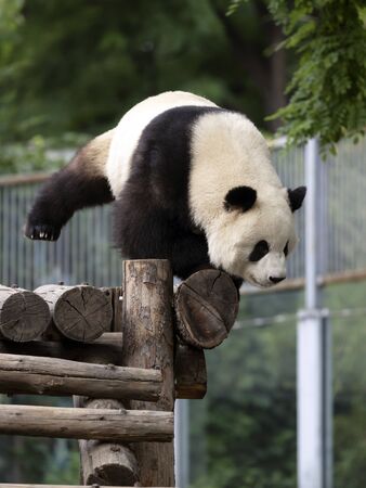 a giant panda in the zooの写真素材