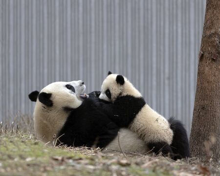 a giant panda in the zooの写真素材