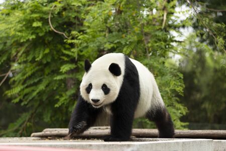 a giant panda in the zooの写真素材