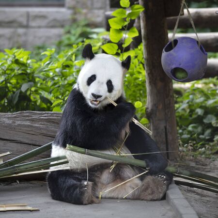 a giant panda in the zooの写真素材