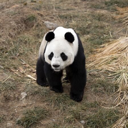 a giant panda in the zooの写真素材