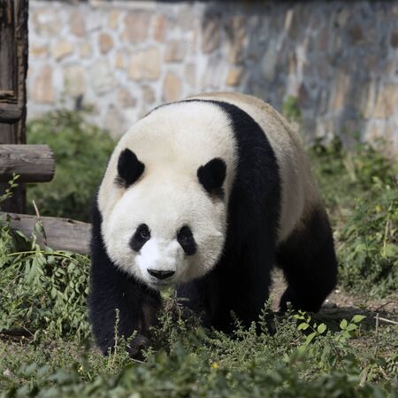 a giant panda in the zooの写真素材