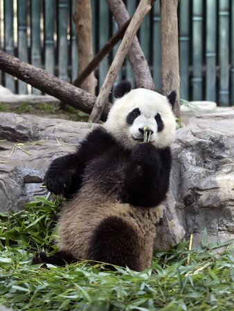 a giant panda in the zooの写真素材