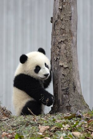 a giant panda in the zooの写真素材