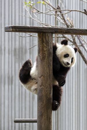 a giant panda in the zooの写真素材