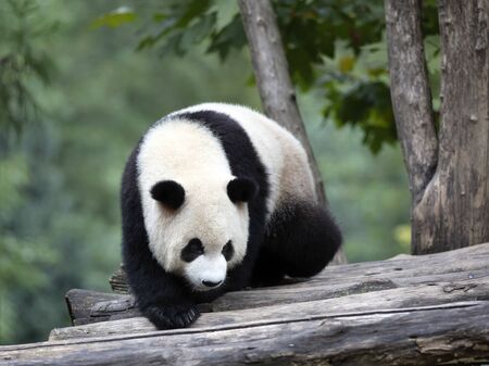 a giant panda in the zooの写真素材