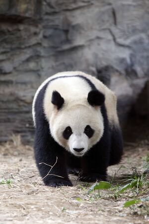 a giant panda in the zooの写真素材