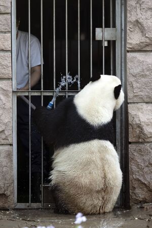 a giant panda in the zooの写真素材